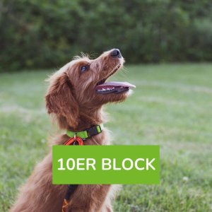 Alltagstraining für deinen Hund 10er Block