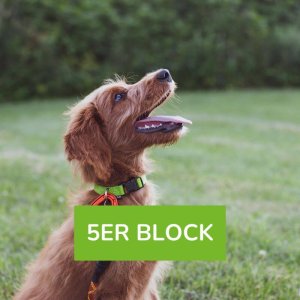 Alltagstraining für deinen Hund 5er Block