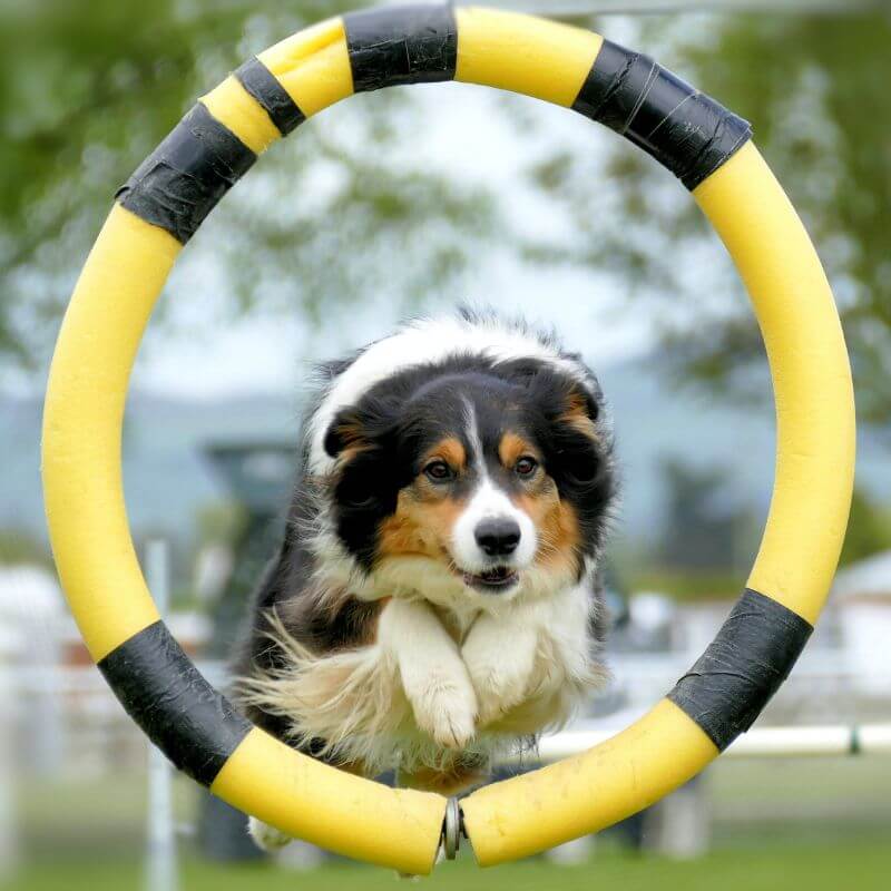 BARF-Plan Leistungssport Hund
