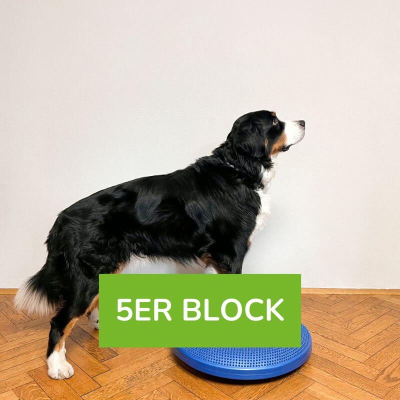 Bewegungstraining für deinen Hund 5er Block