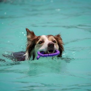 Hundeschwimmen ohne Betreuung (Selberschwimmen) 1 Hund