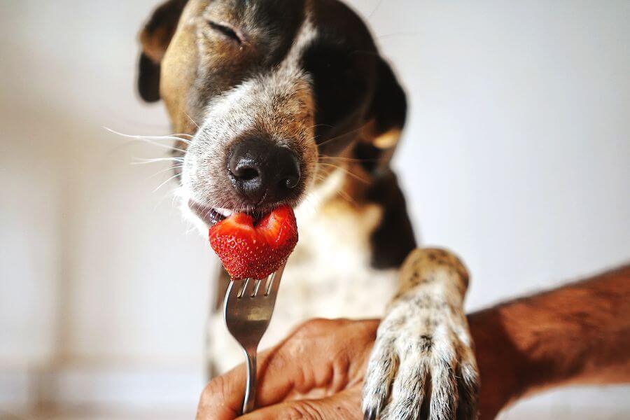 Geschenkgutscheine für Ernährungsberatung für Hunde von Dogoroo