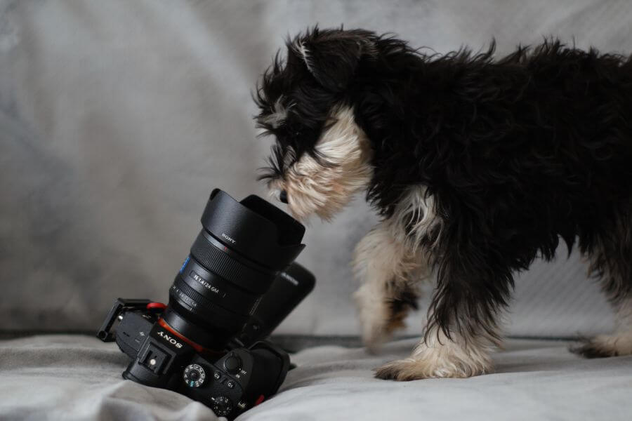 Geschenkgutscheine für Hundefotografie von Dogoroo