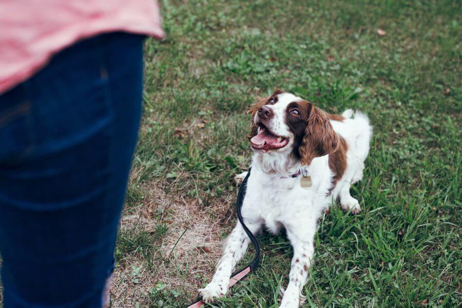 Geschenkgutscheine für Hundetraining von Dogoroo