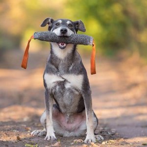 Apportieren im Einzeltraining