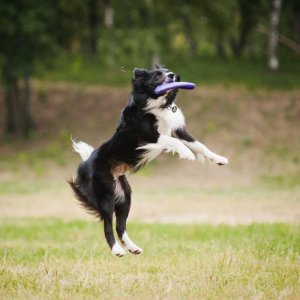 Beratung zur artgerechten Auslastung – Finde das Hobby deines Hundes