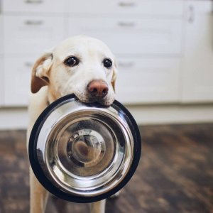 Ernährungsberatung für deinen Hund