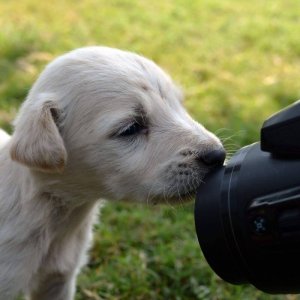 Fotoshooting outdoor Welpe