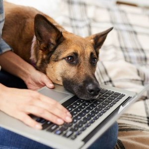 Frag eine:n Hundetrainer:in