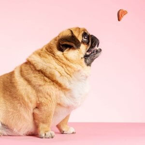 Futterplan übergewichtiger Hund