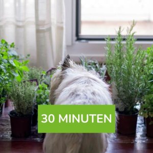 Heilkräuterberatung für deinen Hund 30 min