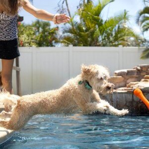 Hundeschwimmen mit Betreuung