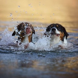 Hundeschwimmen ohne Betreuung (selber schwimmen) 2 Hunde