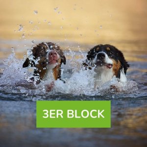 Hundeschwimmen ohne Betreuung (selber schwimmen) 2 Hunde 3er Block