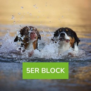 Hundeschwimmen ohne Betreuung (selber schwimmen) 2 Hunde 5er Block
