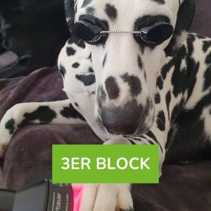 LLLT Anwendung (Softlaser) für deinen Hund 3er Block