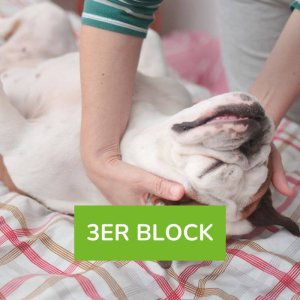 Massage für deinen Hund 3er Block