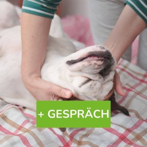 Massage mit Erstgespräch für deinen Hund