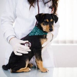 Medicaltraining Hund