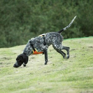 Einzeltraining zum Suchhund