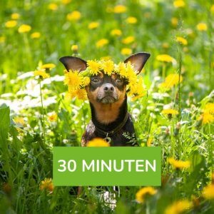 Bachblütenberatung für deinen Hund 30 min