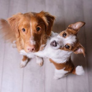 Fotoshooting indoor 2 Hunde