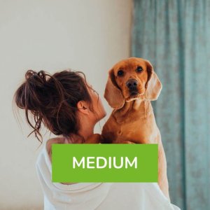 Fotoshooting indoor Hund Medium