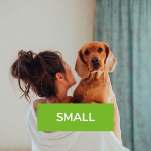 Fotoshooting indoor Hund Small