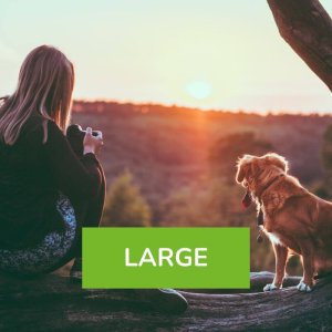 Fotoshooting outdoor Hund Large