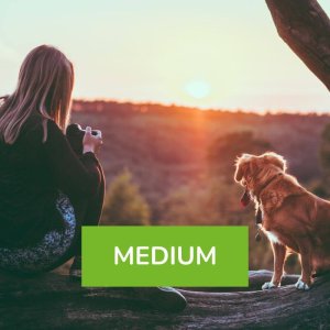 Fotoshooting outdoor Hund Medium
