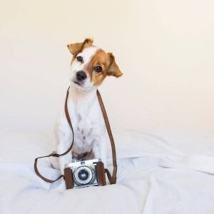 Fotoshooting indoor Welpe