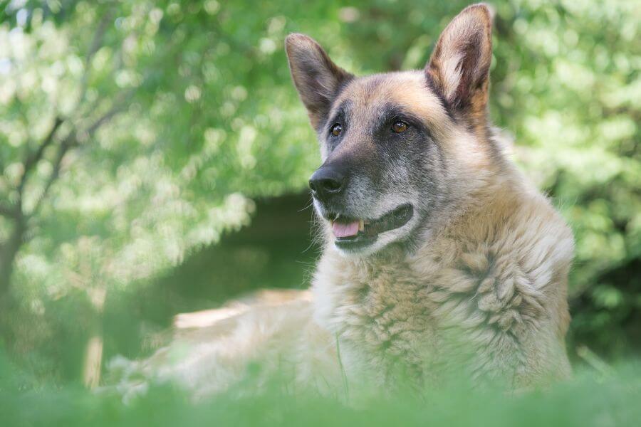 Geschenkgutscheine für Senior Hunde von Dogoroo