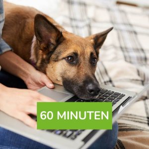 Frag eine:n Hundetrainer:in (60 min)