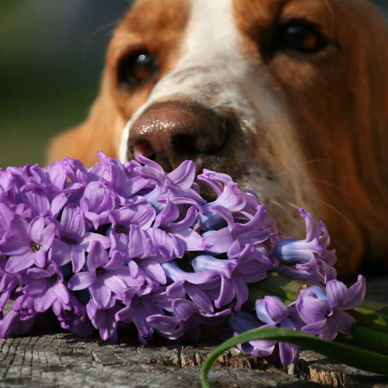Chakrablütenauswahl für deinen Hund