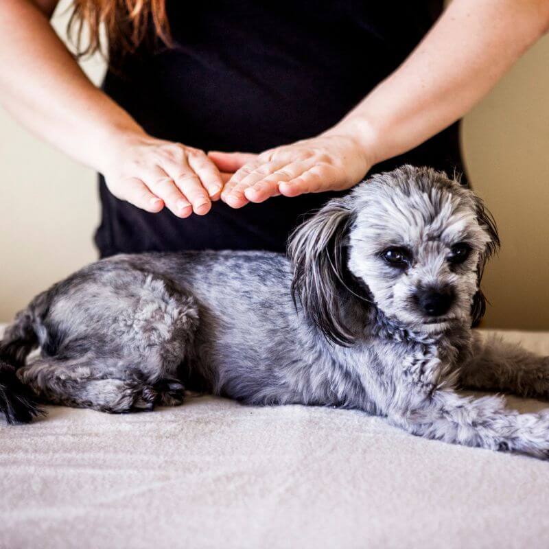 Energiebalance für deinen Hund