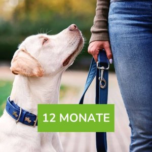 Werde Hundeprofi (12 Monate)