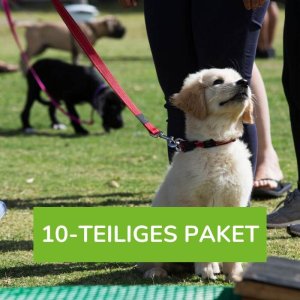 Welpentraining 10-teiliges Paket