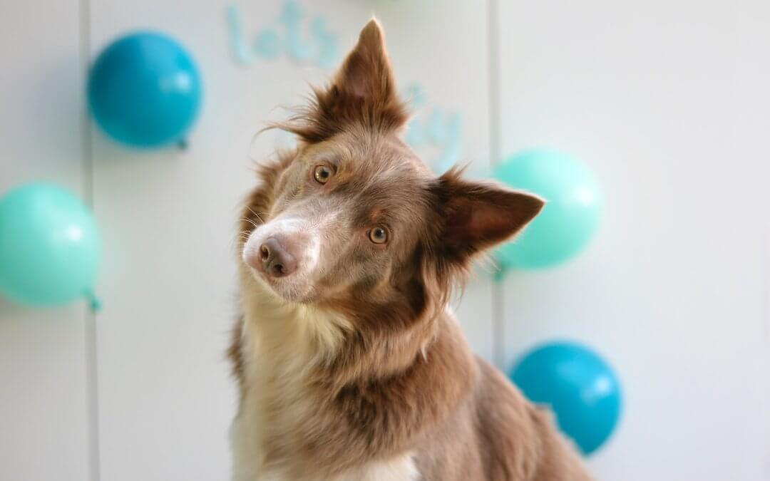Geschenkideen für Hunde mit Mehrwert, Foto: Ayla Verschueren / unsplash