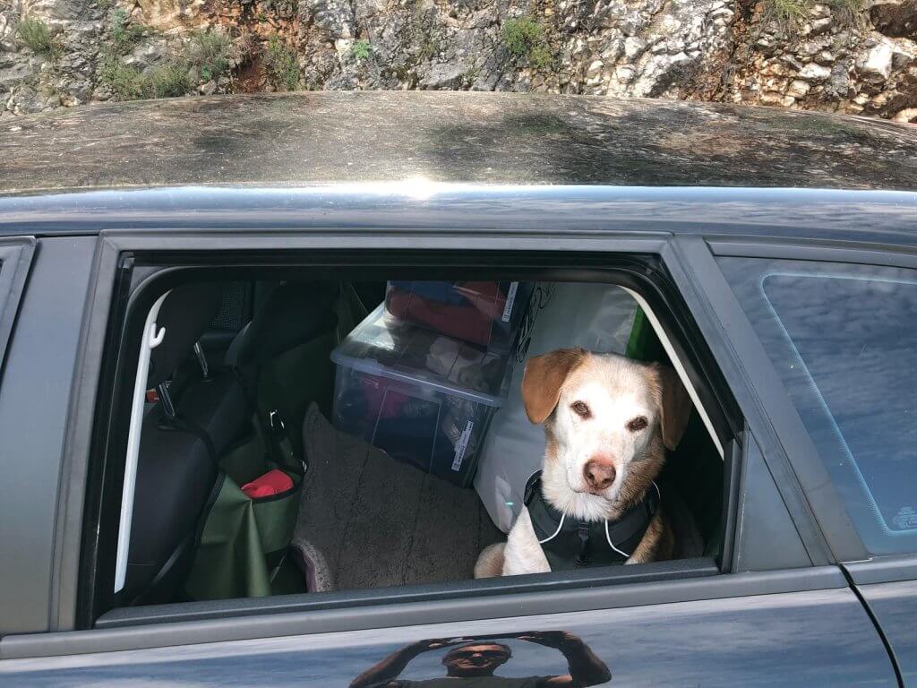 Hund im Auto auf Reisen