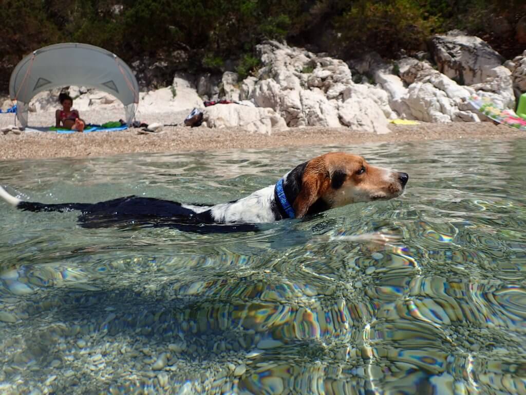 Hund im Wasser am Meer