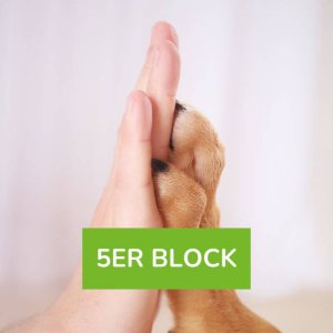 Einzelsession Verhaltensberatung 5er Block