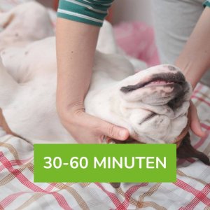 Massage für deinen Hund (30-60 min)