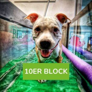 Unterwasserlaufband Training für deinen Hund 10er Block