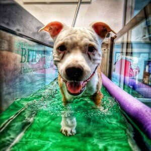 Unterwasserlaufband Training für deinen Hund