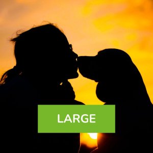 Fotoshooting outdoor Hund und Mensch Large