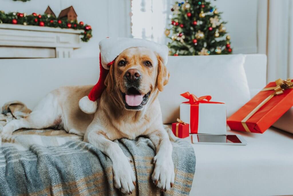 Die besten Weihnachtsgeschenke für Hunde und ihre Menschen, Foto: unsplash+