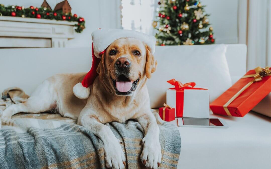 Die besten Weihnachtsgeschenke für Hunde und ihre Menschen, Foto: unsplash+