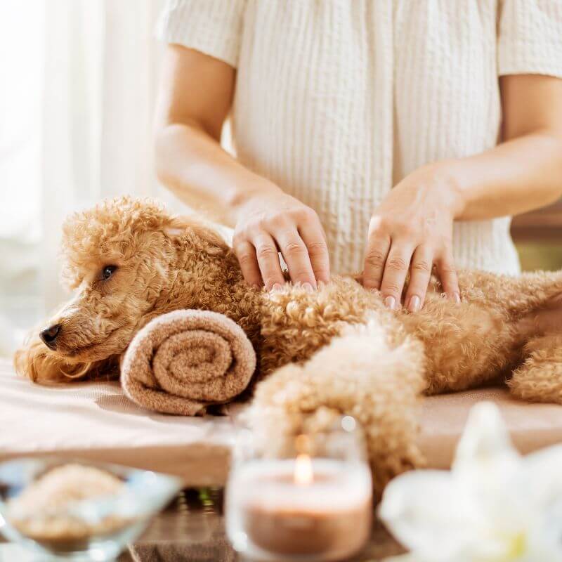 Shiatsu-Massage für deinen Hund, Foto: Rasulvos from Getty Images Pro via Canva Pro