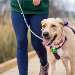 Trainingsspaziergang für Hunde mit Schwierigkeiten, Foto: Gabe from Pexels