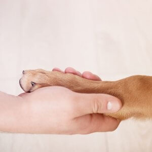 Tierenergetik für deinen Hund – Paket für Neukund:innen, Foto: pixelshot
